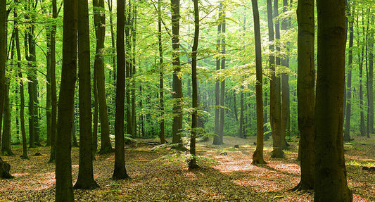 Your Home, A Sanctuary for Centuries-Old Wisdom